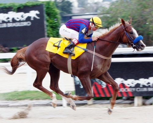 Campo do XXVIII GP ASOCIACION LATINOAMERICANA DE JOCKEY CLUBES E HIPODROMOS (G.I)