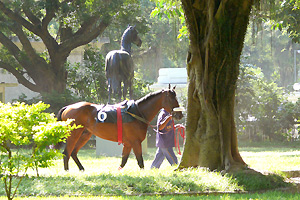 Relação de Estreantes das  Corridas  25,26,27,28 de 05/2012