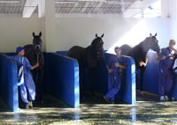 Ocorrências comunicadas pelo Orgão de Assistência Veterinária