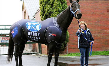 Black Caviar viajou hoje para a Inglaterra