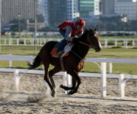 Equilibrada, Prova Especial Donética é a atração no simulcasting com Cidade Jardim