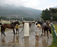 Páreos para animais alojados no Hipódromo da Gávea estreiam na sexta-feira