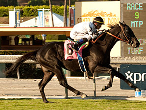 Slim Chadey vence com facilidade o John Henry Turf Championship Stakes (G2)