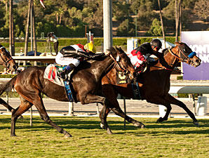 Lady Ten venceu e Viva Carina, argentina de criação do Stud TNT, foi quarta no Autumn Miss Stakes (G3)