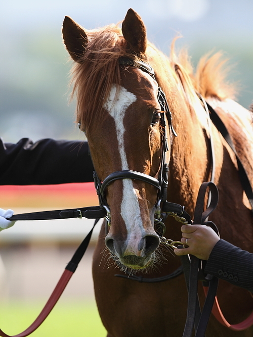 Orfèvre e Solemia, o novo encontro, domingo, na Japan Cup (G1)