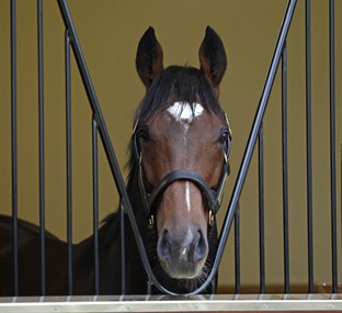 Uma corte de ganhadoras e produtoras de campeões de G1 para o imperador Frankel este ano