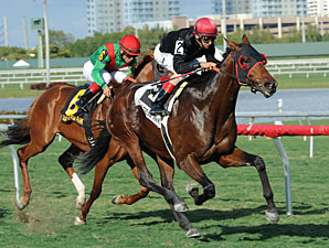 Mais um brilhante triunfo de Point of Entry agora no Gulfstream Park Turf Handicap (G1).