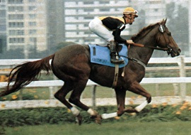 Falcon Jet, um craque com o selo do Haras Santa Ana do Rio Grande