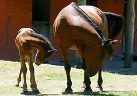 Potros da Geração 2011 em ação na Gávea