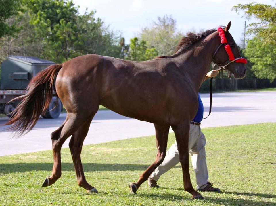 Os campos das provas da Breeder’s Cup já definidos, com os jóqueis e as balizas