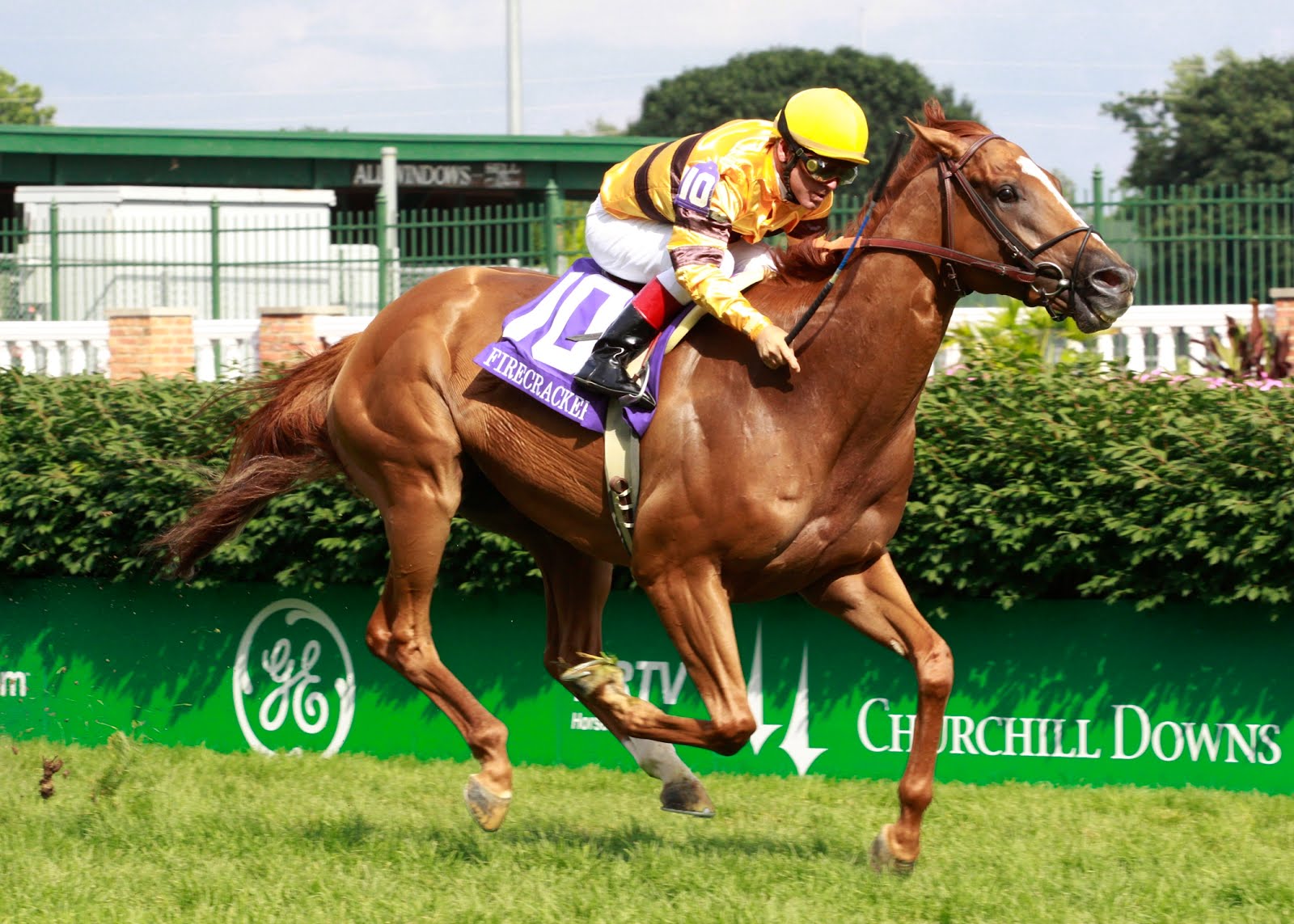 Wise Dan novamente leva o Eclipse Award de cavalo do ano