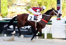 Catch a Flight, do Araras corre amanhã um G3 en Santa Anita