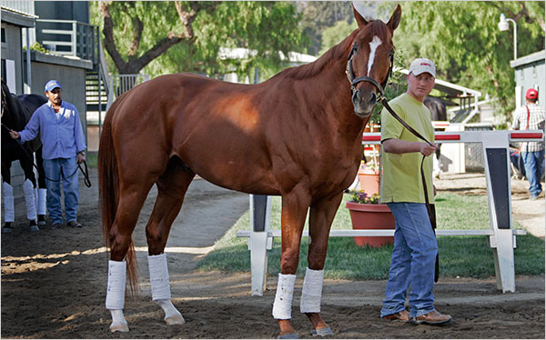 Curlin, um dos finalistas a entrar para o Hall of Fame