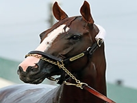 Favorito do Kentucky Derby (G1), California Chrome larga da baliza 5