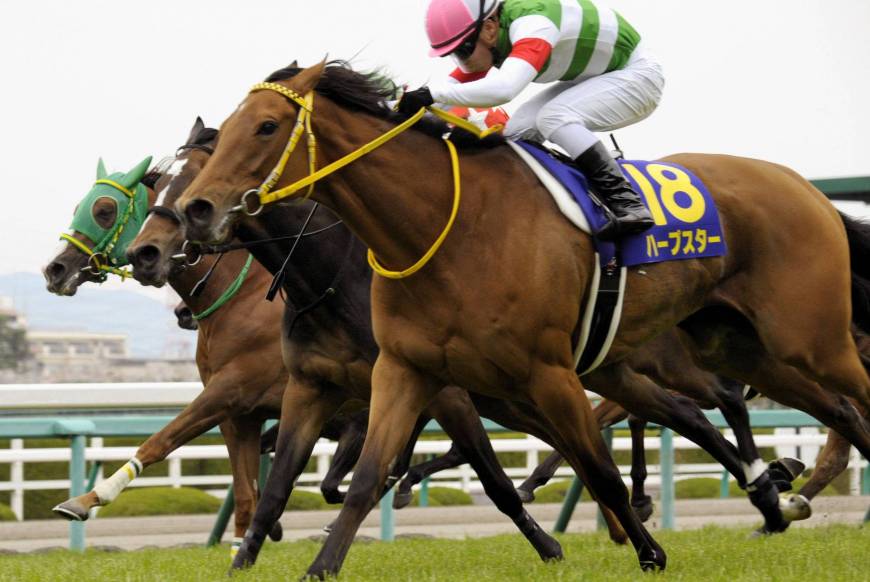 Nos 1000 Guinéus japoneses, vitória de Harp Star e domínio esmagador do maravilhoso sangue de Sunday Silence