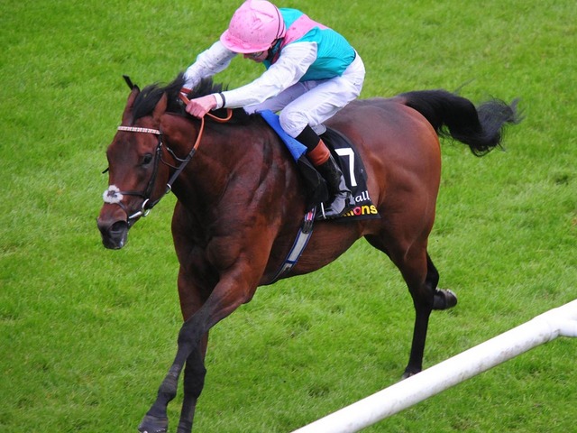 Show impressionante de Kingman nos Irish 2000 Guineas, uma vitória de craque