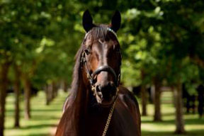 Street Cry, pai de Zenyatta, morreu