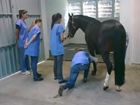 Nove de de setembro, dia do Veterinário