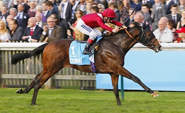 O Dewhurst Stakes (G1) 2014 foi de Belardo no Future Champion’s Day de Newmarket