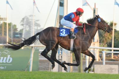 Em San Isidro, o Gran Premio Jockey Club (G1) foi de Blues Traveller