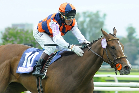 Pretty Girl, do Stud Rio Dois Irmãos, bela ganhadora do Gran Premio Copa de Plata (G1), vai seguir campanha na França