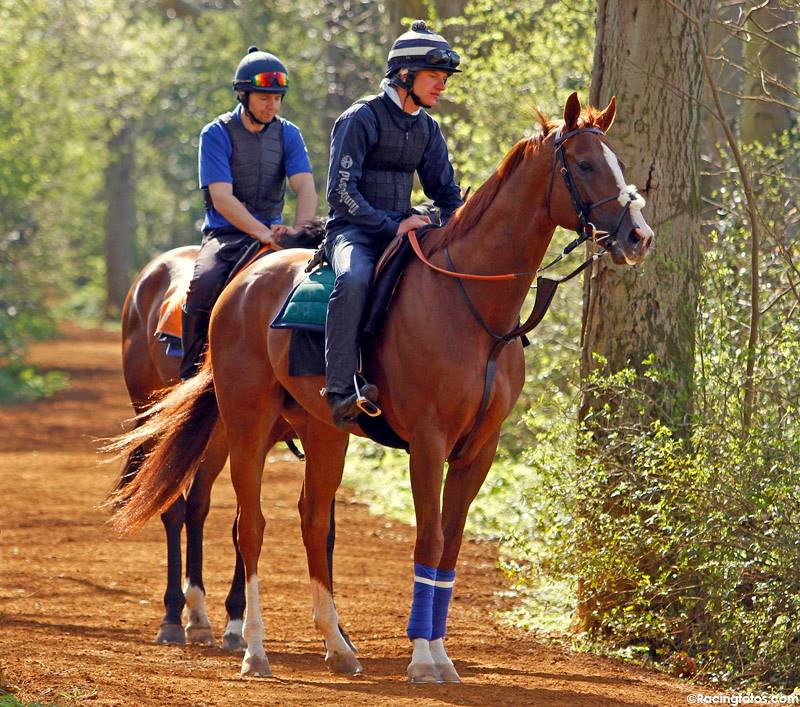 California Chrome já trabalhando em Newmarket