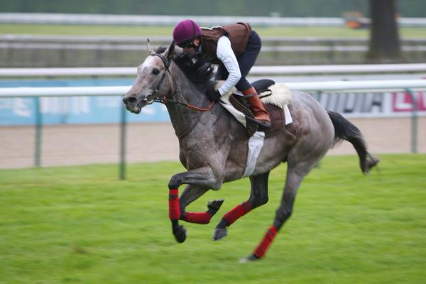 Quatorze correm o Prix du Jockey Club (G1). Os favoritos Sumbal e Karaktar partem das balizas 5 e 12.