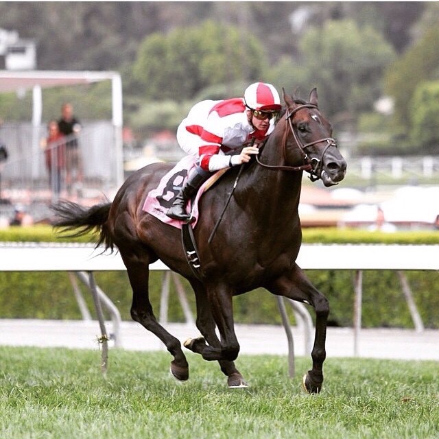 Bal a Bali estréia muito bem com vitória em G3 em Santa Anita Park