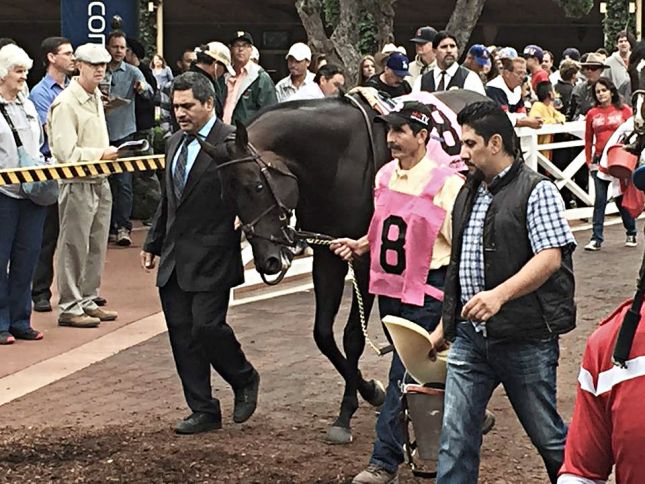 Bal a Bali deve correr dia 13 de junho uma prova de G1, a Shoemaker Mile, milha, grama, em Santa Anita