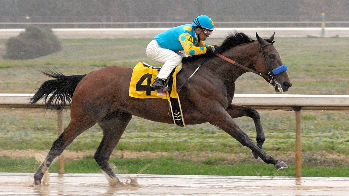 American Pharoah larga da baliza 2 no Travers Stakes (G1).