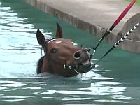 Especial Tv Turfe – Piscina dos cavalos