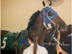 Estágio em medicina veterinária para equinos é no Jockey!