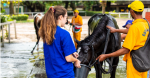 Trainee em Veterinária no JCB é adiado temporariamente