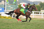 Obataye já começou os preparativos para correr a BC Turf (G1), em Del Mar