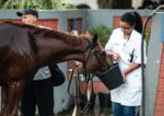 Inscrições abertas para o Programa de Trainee Veterinário 2025 até 10/02